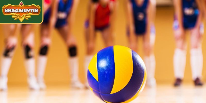 Sức hút của cá cược bóng chuyền hiện nay