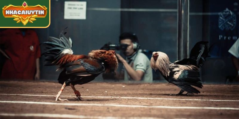 Đánh giá về môi trường 