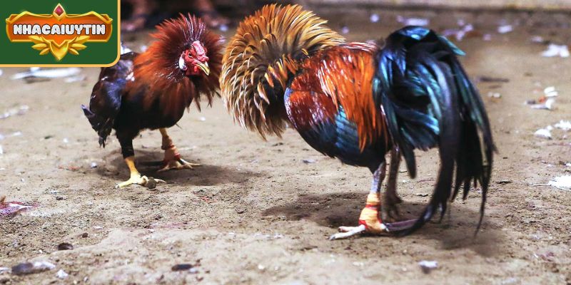 Phân tích về kỹ thuật đá 