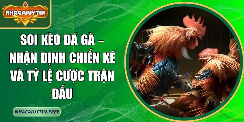 soi kèo đá gà